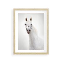 Plakat w ramie 50x70 - Elegancja białego konia - biały, koń - rama drewno