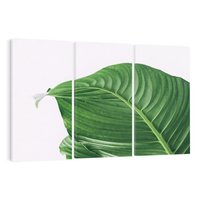 Obraz na płótnie 120x80 - Zielone liście monstery - liście, monstera