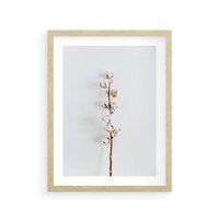 Plakat w ramie 40x50 - Minimalistyczna Gałązka Bawełny - bawełna, gałązka bawełny - rama drewno