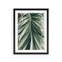 Plakat w ramie 50x70 - Spokojna Piękność Palmowych Liści - palma, liście palmy - rama czarna