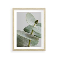 Plakat w ramie 50x70 - Eukaliptusowa zieleń - eukaliptus, zielone - rama drewno