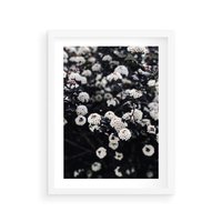 Plakat w ramie 50x70 - Białe Kwiaty na Kwitnącym Krzewie - białe kwiaty, kwitnący krzew - rama biała
