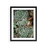 Plakat w ramie 50x70 - Zielona Uroda Sukulentów - sukulenty, zielone liście - rama czarna
