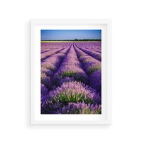 Plakat w ramie 30x40 - Malownicze Pole Lawendy - lawenda, pole - rama biała
