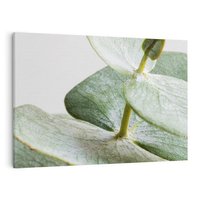 Obraz na płótnie 120x80 - Eukaliptusowa zieleń - eukaliptus, zielone