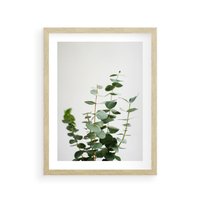 Plakat w ramie 30x40 - Żywa eukaliptusowa zieleń - eukaliptus, zielone - rama drewno