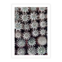 Plakat bez ramy 40x50 - Wzór Kaktusów - kaktusy w doniczkach, ujęcie z góry