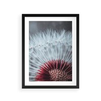 Plakat w ramie 30x40 - Dmuchawiec w Detalu - dmuchawiec, zdjęcie makro - rama czarna