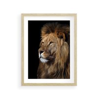 Plakat w ramie 30x40 - Władca Dzikiej Przyrody - lew, król - rama drewno
