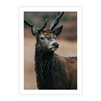 Plakat bez ramy 30x40 - Spokojny jeleń - jeleń, las