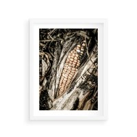 Plakat w ramie 40x50 - Kukurydza w Jesiennej Scenie - kukurydza, jesień - rama biała