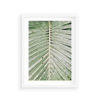 Plakat w ramie 40x50 - Jasna Zieleń Palmy - liść palmy, zbliżenie - rama biała