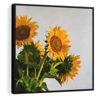 Obraz w ramie 50x50 - Słoneczna Radość - fotografia, żółte słoneczniki - rama czarna