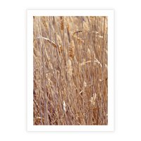 Plakat bez ramy 30x40 - Mistrzowskie suche trawy - suche, trawy