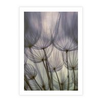 Plakat bez ramy 50x70 - Makro dmuchawiec - piękno drobnych detali - dmuchawce, makro