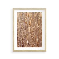 Plakat w ramie 40x50 - Mistrzowskie suche trawy - suche, trawy - rama drewno