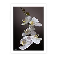 Plakat bez ramy 50x70 - SPA: harmonia z kwiatami - spa, kwiaty