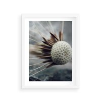 Plakat w ramie 30x40 - Makro Dmuchawiec - dmuchawiec, zbliżenie - rama biała