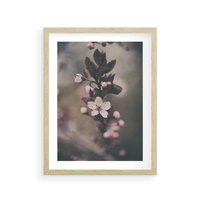 Plakat w ramie 50x70 - Przemijający Urok - kwitnąca, wiśnia - rama drewno