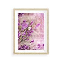 Plakat w ramie 50x70 - Majestat lawendy: fioletowe pola - lawenda, fiolet - rama drewno