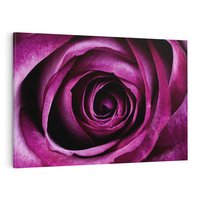 Obraz na płótnie 100x70 - piękno w delikatności - róża, kwiat