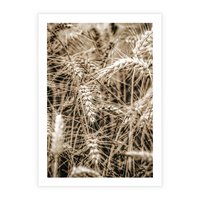 Plakat bez ramy 21x30 - Zbliżenie na Kłosy Zboża - zboża, kłosy zboża