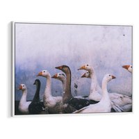 Obraz w ramie 70x50 - Spotkanie Wśród Piór - uchwycony moment, fotografia - rama biała