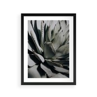 Plakat w ramie 40x50 - Sukulenty wśród kaktusów - sukulenty, kaktusy - rama czarna