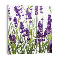 Obraz na płótnie 80x80 - Fioletowa harmonia lawendy - lawenda, fiolet