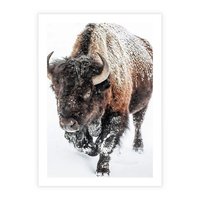 Plakat bez ramy 30x40 - Zimowy Władca Puszczy - żubr, bizon