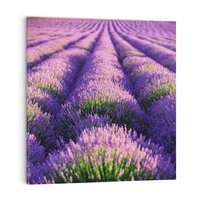 Obraz na płótnie 40x40 - Malownicze Pole Lawendy - lawenda, pole