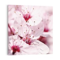 Obraz na płótnie 70x70 - Kwitnąca Wiśnia - kwiaty, kwitnąca