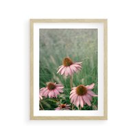 Plakat w ramie 40x50 - Natura w Pełnym Blasku - kwiaty na łące, różowe kwiaty polne - rama drewno