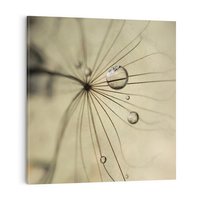 Obraz na płótnie 70x70 - Delikatność dmuchawców - dmuchawce, krople