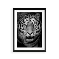 Plakat w ramie 50x70 - Tygrys Czarno-Biały: Siła i Delikatność - tygrys, czarno - rama czarna