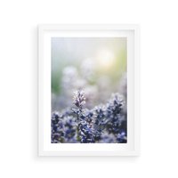 Plakat w ramie 30x40 - Delikatna Uroda Natury - wrzosy, fiolet - rama biała