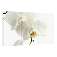 Obraz na płótnie 120x80 - Kwiatowe piękno - kwiat, kwiaty