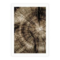 Plakat bez ramy 21x30 - Natura Pod Lupą - pień drzewa, przekrój