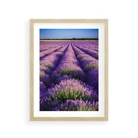 Plakat w ramie 40x50 - Malownicze Pole Lawendy - lawenda, pole - rama drewno