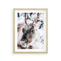 Plakat w ramie 50x70 - Renifer w Zimowej Krainie - renifer, zima - rama drewno