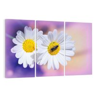 Obraz na płótnie 120x80 - Stokrotki wśród traw urok natury - stokrotki, kwiat