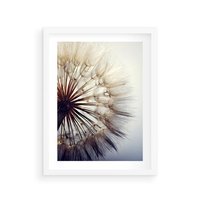 Plakat w ramie 30x40 - Makro piękno dmuchawca - makro, dmuchawiec - rama biała