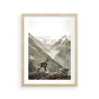 Plakat w ramie 40x50 - Dzikie Piękno: Kozica w Malowniczym Górskim Scenerii - kozica, góry - rama drewno