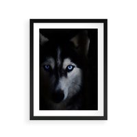 Plakat w ramie 50x70 - Wilk i husky: siła przyjaźni - wilk, husky - rama czarna