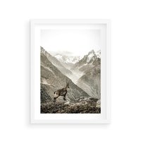 Plakat w ramie 30x40 - Dzikie Piękno: Kozica w Malowniczym Górskim Scenerii - kozica, góry - rama biała