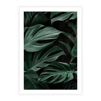 Plakat bez ramy 21x30 - Zielone Liście Monstery w Dżungli - zielone liście monstery, dżungla