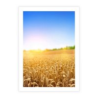 Plakat bez ramy 21x30 - Żyzne Pola - pole, pszenicy