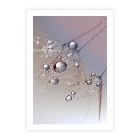 Plakat bez ramy 21x30 - Delikatne Natchnienie - krople, dmuchawce