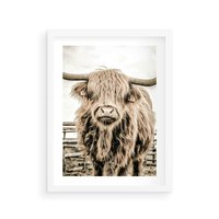 Plakat w ramie 30x40 - Klimat Wiejskiego Życia - amerykańska krowa, byk - rama biała