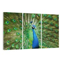 Obraz na płótnie 120x80 - Wspaniałość pawich piór - paw, pióra